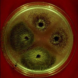 Interpreting Plates