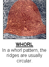 A fingerprint with circular ridges