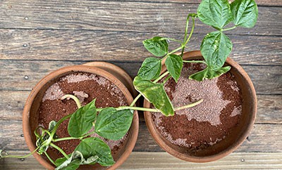 Two pots with small plants growing in red dirt.   